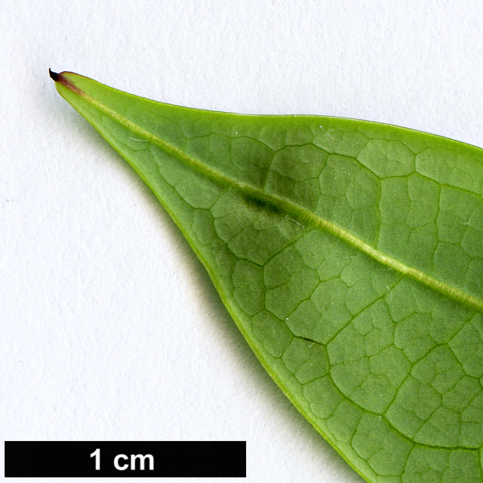 High resolution image: Family: Lardizabalaceae - Genus: Stauntonia - Taxon: aff. libera